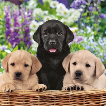 Servietten, 3-lagig 1/4-Falz 33 cm x 33 cm "Dog School"