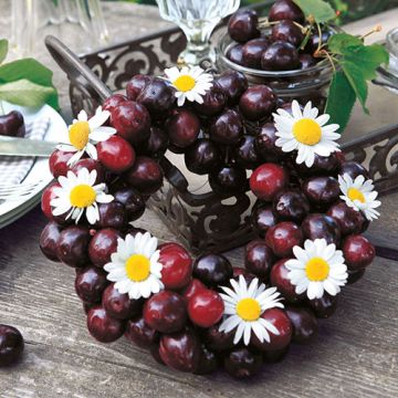 Servietten, 3-lagig 1/4-Falz 33 cm x 33 cm "Sweet Cherries"
